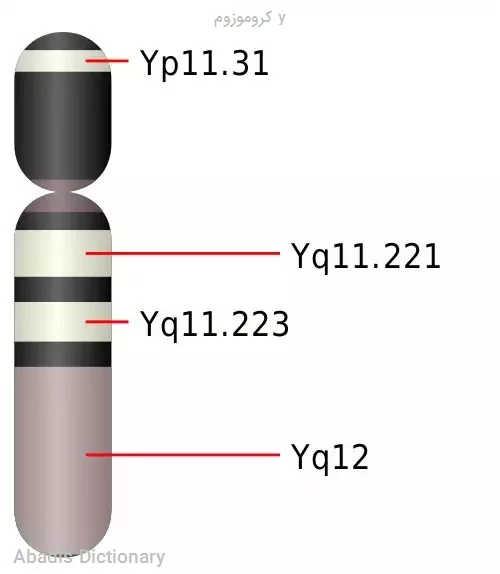 کروموزوم y